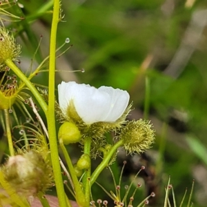 Drosera gunniana at Coree, ACT - 20 Oct 2021