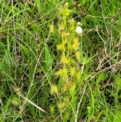 Drosera gunniana at Coree, ACT - 20 Oct 2021 11:37 AM