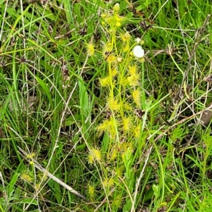 Drosera gunniana at Coree, ACT - 20 Oct 2021