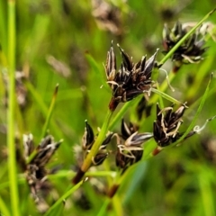 Schoenus apogon (Common Bog Sedge) at Sherwood Forest - 20 Oct 2021 by trevorpreston