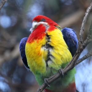 Platycercus eximius at Ainslie, ACT - 16 Oct 2021 04:44 PM