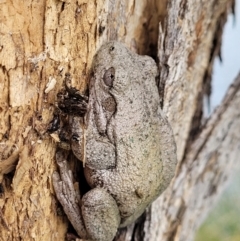 Litoria peronii (Peron's Tree Frog, Emerald Spotted Tree Frog) at Coree, ACT - 20 Oct 2021 by tpreston