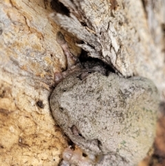 Litoria peronii at Coree, ACT - 20 Oct 2021