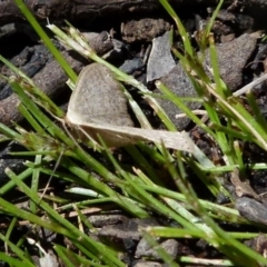 Scopula (genus) (A wave moth) at Boro, NSW - 17 Oct 2021 by Paul4K