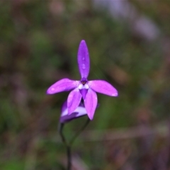 Glossodia major (Wax Lip Orchid) at Tralee, NSW - 20 Oct 2021 by MB