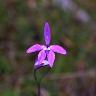Glossodia major (Wax Lip Orchid) at Tralee, NSW - 20 Oct 2021 by MB