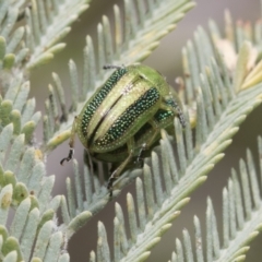 Calomela vittata (Acacia leaf beetle) at Hawker, ACT - 17 Oct 2021 by AlisonMilton
