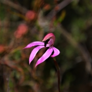 Caladenia congesta at Tralee, NSW - suppressed