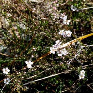 Gaudium multicaule at Boro, NSW - suppressed