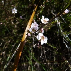 Gaudium multicaule at Boro, NSW - suppressed