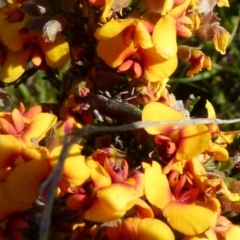 Melobasis propinqua (Propinqua jewel beetle) at Boro - 17 Oct 2021 by Paul4K