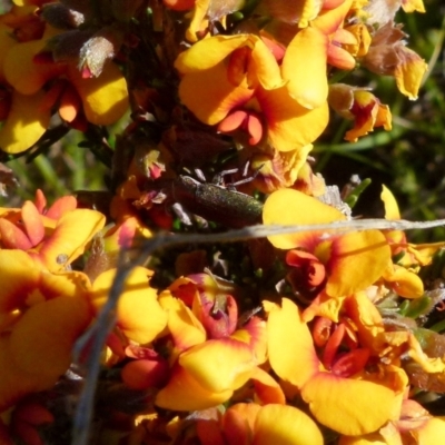 Melobasis propinqua (Propinqua jewel beetle) at Boro, NSW - 17 Oct 2021 by Paul4K