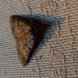 Dichromodes ainaria at Boro, NSW - 18 Oct 2021