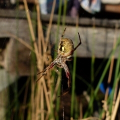 Araneus hamiltoni (Hamilton's Orb Weaver) at Boro, NSW - 18 Oct 2021 by Paul4K