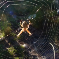 Araneus hamiltoni at Boro, NSW - suppressed