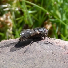 Tabanidae (family) (Unidentified march or horse fly) at Boro, NSW - 18 Oct 2021 by Paul4K