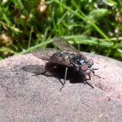 Tabanidae (family) at Boro, NSW - 18 Oct 2021