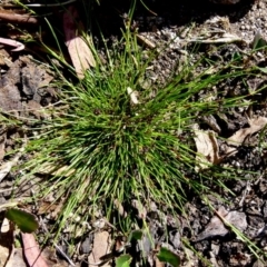 Schoenus apogon (Common Bog Sedge) at Boro, NSW - 18 Oct 2021 by Paul4K