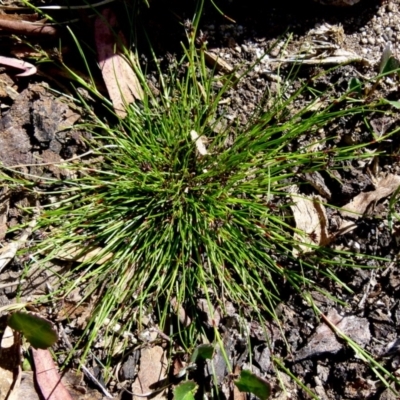 Schoenus apogon (Common Bog Sedge) at Boro, NSW - 18 Oct 2021 by Paul4K