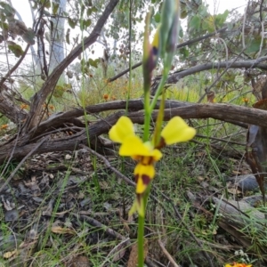 Diuris sulphurea at Jerrabomberra, ACT - suppressed