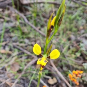 Diuris sulphurea at Jerrabomberra, ACT - suppressed