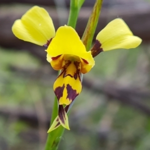 Diuris sulphurea at Jerrabomberra, ACT - suppressed