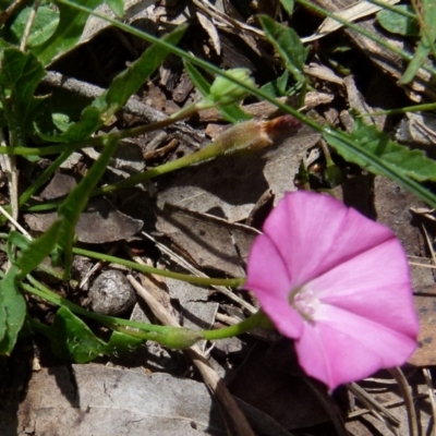 Convolvulus angustissimus subsp. angustissimus (Australian Bindweed) at Boro, NSW - 19 Oct 2021 by Paul4K