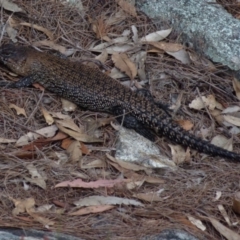 Egernia cunninghami (Cunningham's Skink) at Boro, NSW - 19 Oct 2021 by Paul4K