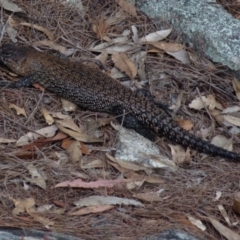 Egernia cunninghami (Cunningham's Skink) at Boro - 18 Oct 2021 by Paul4K