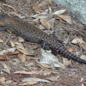 Egernia cunninghami at Boro, NSW - 19 Oct 2021