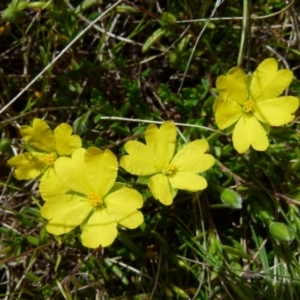 Hibbertia pachynemidium at Boro, NSW - 19 Oct 2021