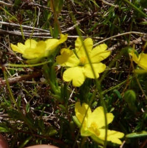 Hibbertia pachynemidium at Boro, NSW - 19 Oct 2021