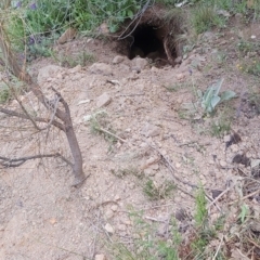 Vombatus ursinus (Bare-nosed Wombat) at Theodore, ACT - 20 Oct 2021 by CatB