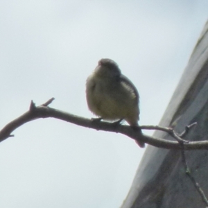 Acanthiza reguloides at Boro, NSW - 19 Oct 2021