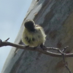 Acanthiza reguloides at Boro, NSW - suppressed
