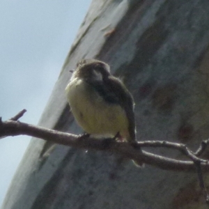 Acanthiza reguloides at Boro, NSW - 19 Oct 2021