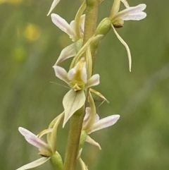 Prasophyllum petilum (Tarengo Leek Orchid) at Hall, ACT - 20 Oct 2021 by AJB