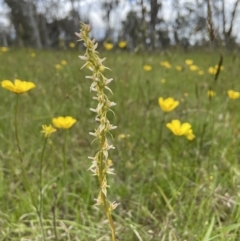 Paraprasophyllum petilum at suppressed - 20 Oct 2021