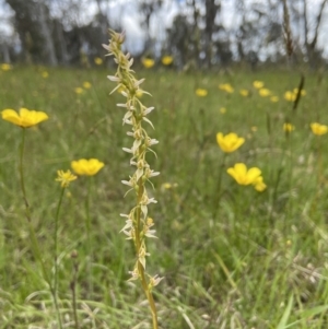 Paraprasophyllum petilum at suppressed - suppressed