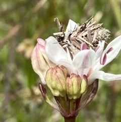 Heliocosma (genus) at Hall, ACT - 20 Oct 2021