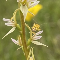 Paraprasophyllum petilum (Tarengo Leek Orchid) by AJB