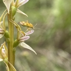 Paraprasophyllum petilum at suppressed - suppressed