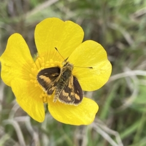 Taractrocera papyria at Hall, ACT - suppressed