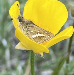 Taractrocera papyria at Hall, ACT - suppressed