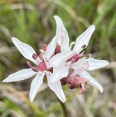 Burchardia umbellata (Milkmaids) at Hall, ACT - 20 Oct 2021 by AJB