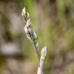 Thelymitra sp. (A Sun Orchid) at The Pinnacle - 17 Oct 2021 by AlisonMilton