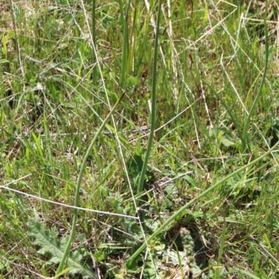 Microtis sp. (Onion Orchid) at Throsby, ACT - 17 Oct 2021 by petersan