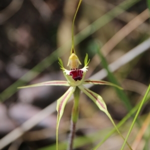 Caladenia atrovespa at Hackett, ACT - suppressed