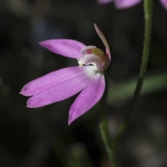 Caladenia carnea at Hawker, ACT - suppressed