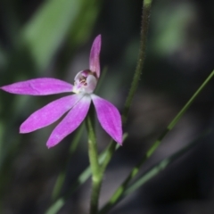 Caladenia carnea at Hawker, ACT - suppressed